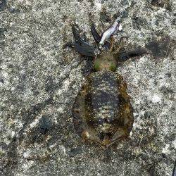 四杯やっつけましたぁ